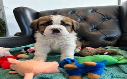 Saint Bernard dogs for sale: KC Registered St. Bernards For Sale! - Image 28