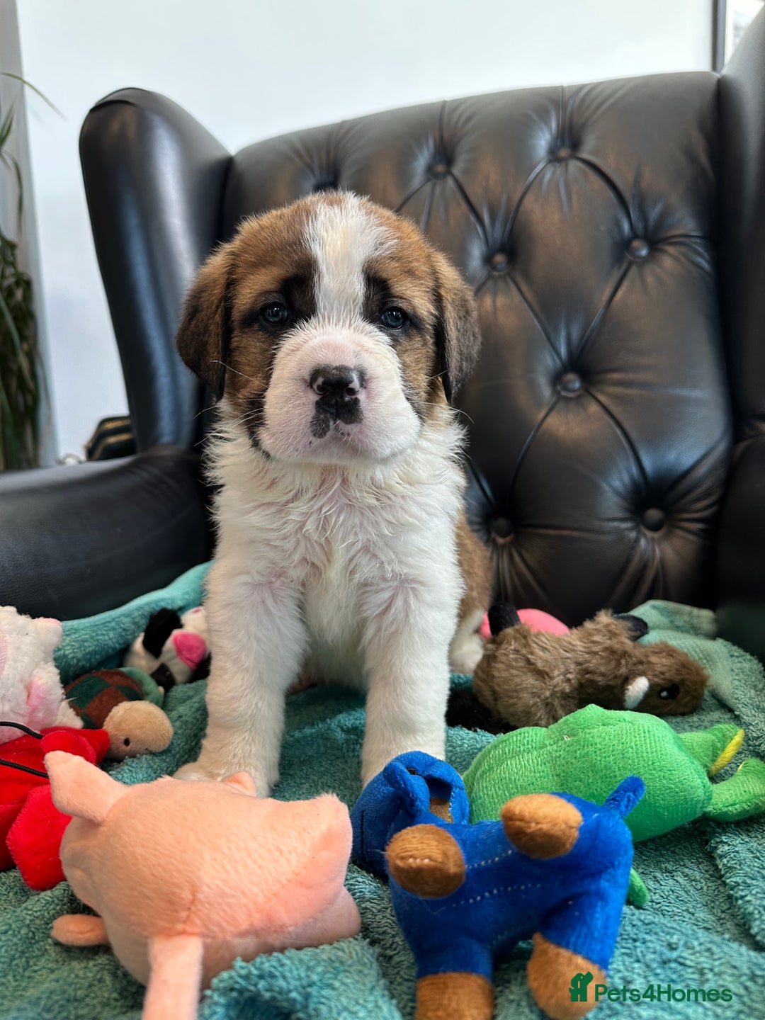 Saint Bernard dogs for sale: KC Registered St. Bernards For Sale! - Image 28