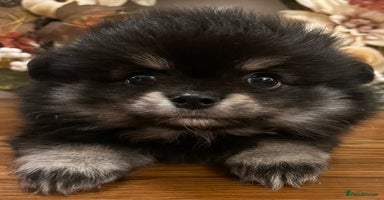 Pomchi dogs - Advert 7
