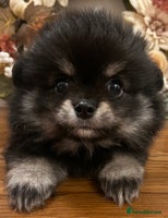 Pomchi dogs - Advert 1