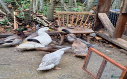Ducks poultry for sale: Ducks available  - Image 2