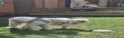 Bichon Frise dogs for sale: Beautiful Bichon Frise Boys Ready from 8th August in Northampton - Advert 7