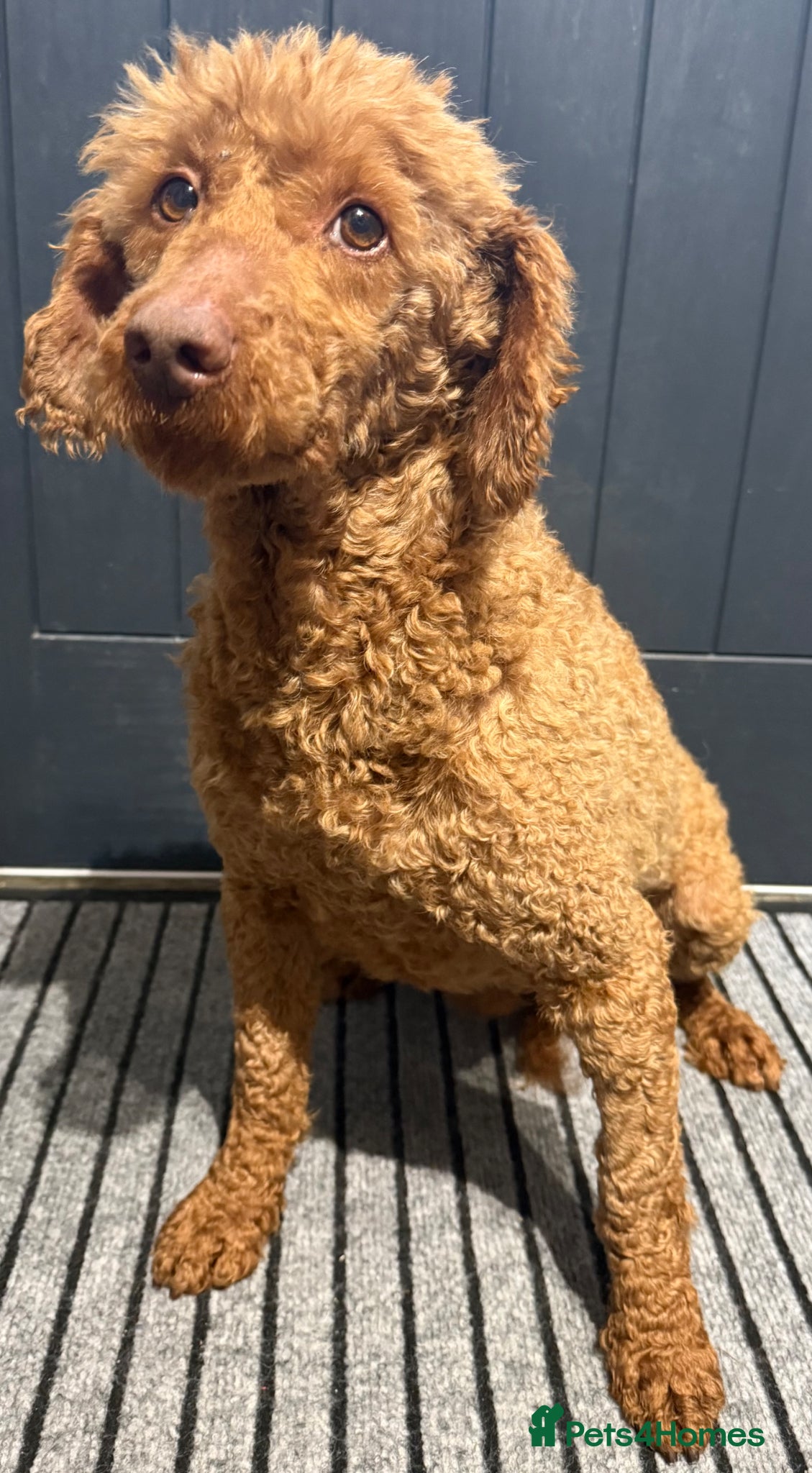 Miniature Poodle dogs Adult mini poodle soft and true gent poodle - Advert 1