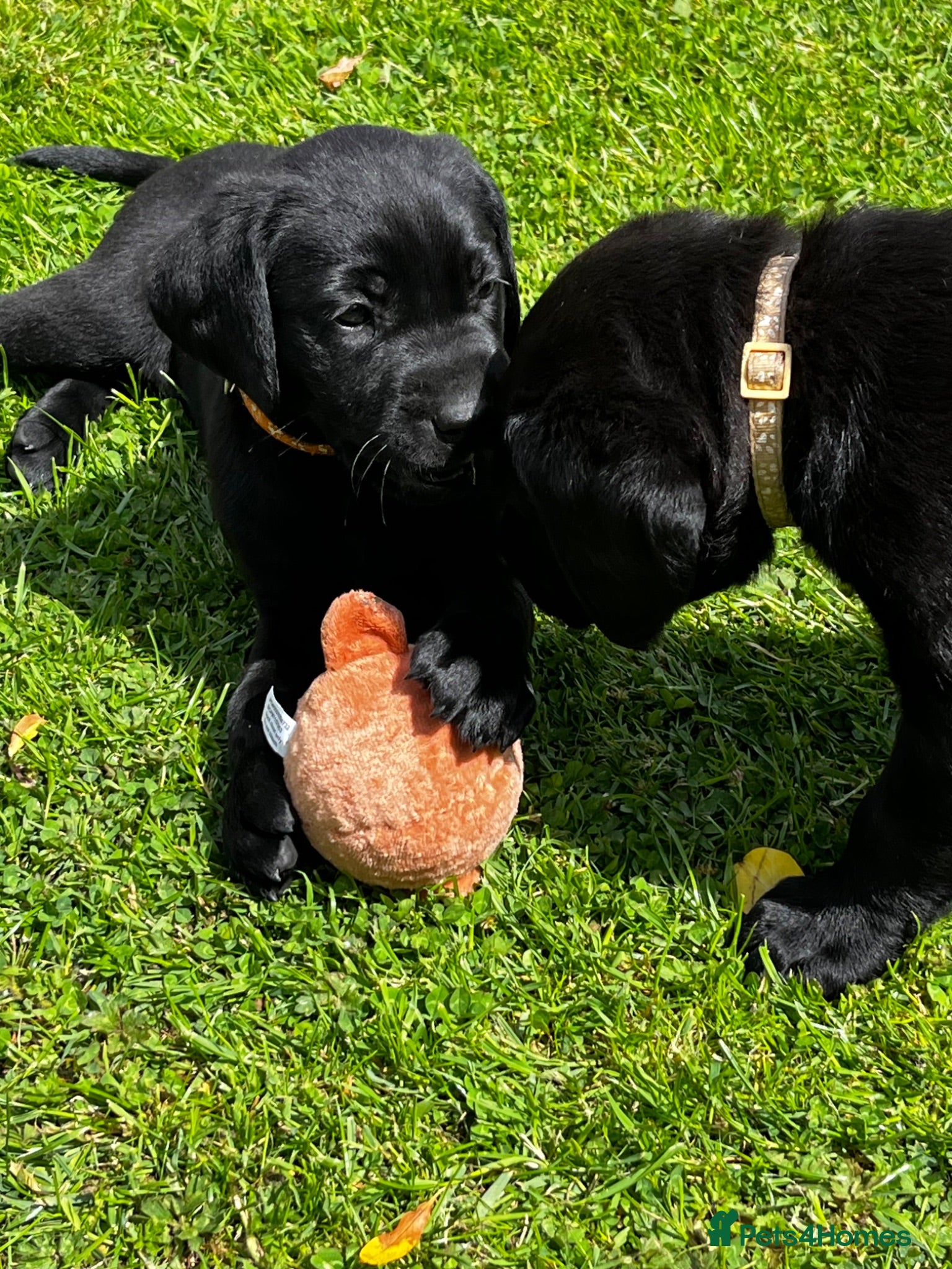 Labrador Retriever dogs Beautiful KC reg working Labrador Retriever pups  - Advert 2