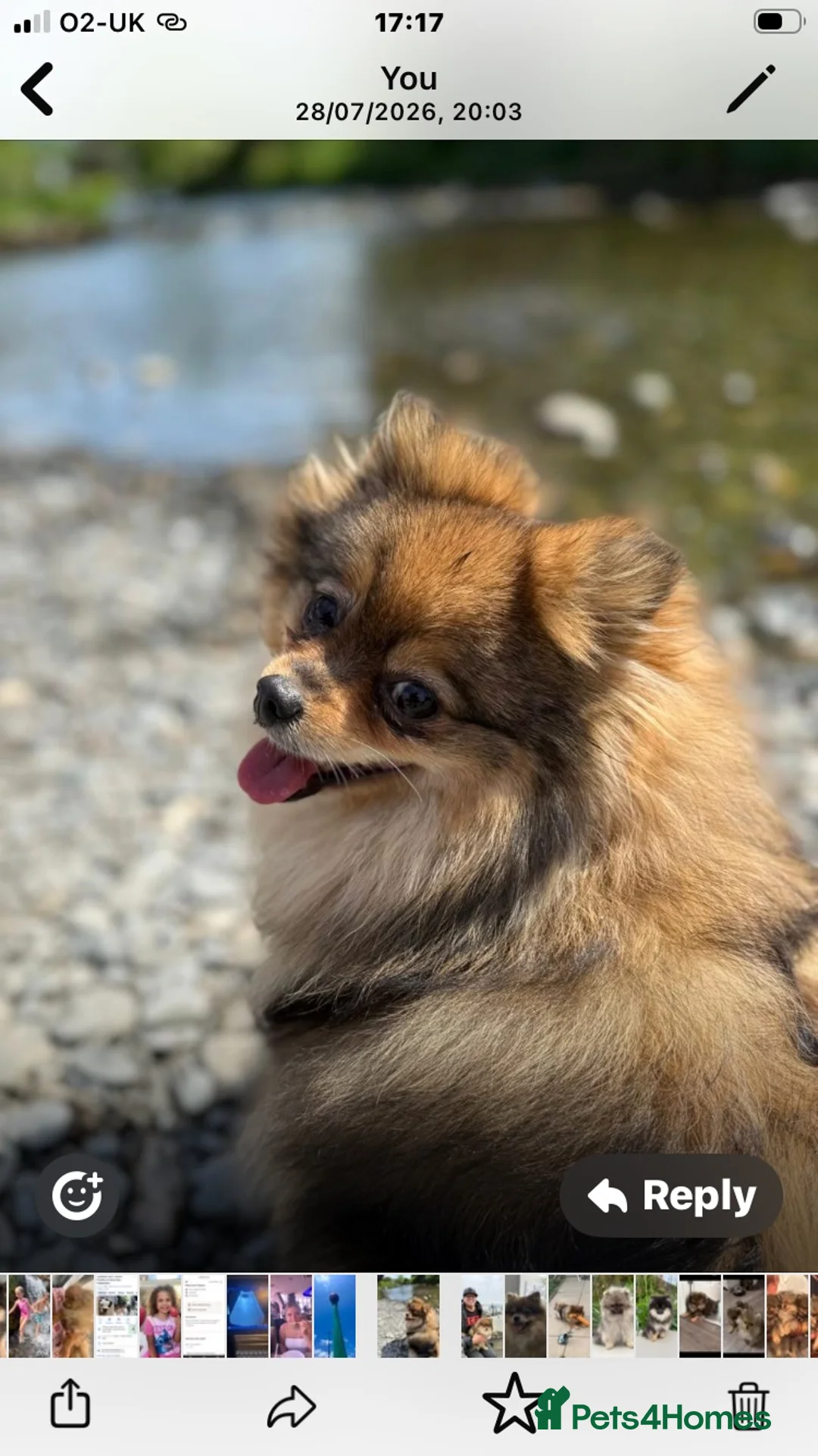 Pomeranian dogs for sale: Beautiful extra small Pomeranian puppies  in Bilston - Advert 10