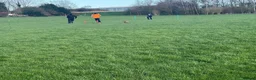 Border Terrier dogs for sale: Bargain! The perfect canine friend for you! in Hull - Advert 4