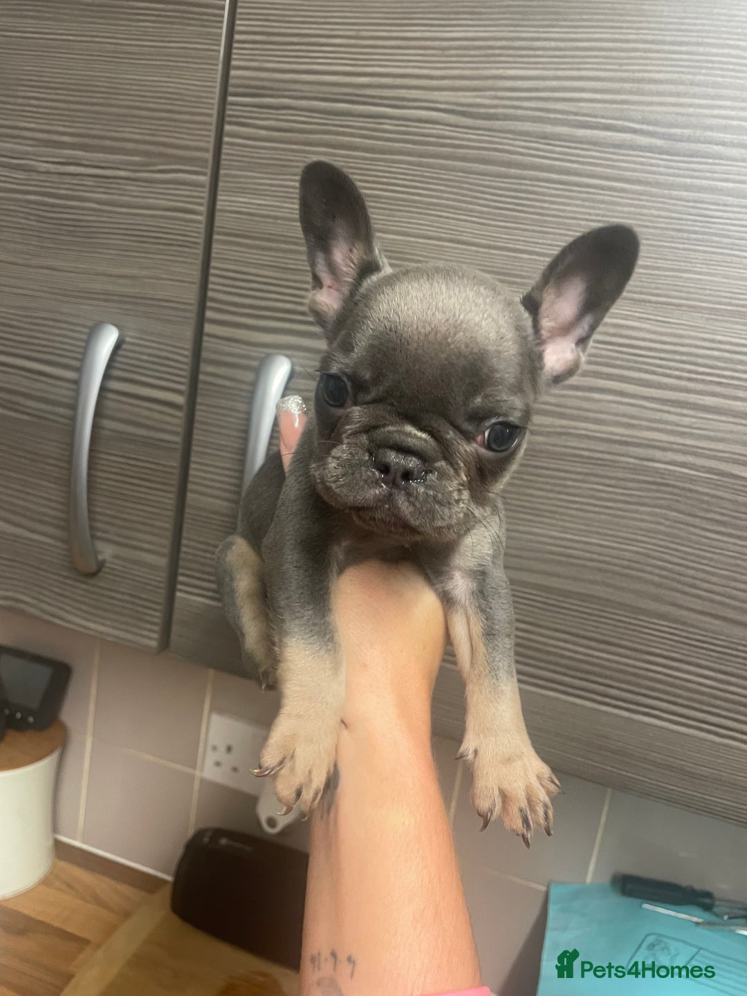 French Bulldog dogs for sale: Female French bulldog  - Advert 5