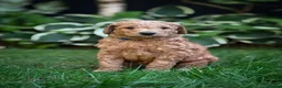 Standard Poodle dogs for sale: KC Standard Poodle Beautiful Puppies - Advert 8