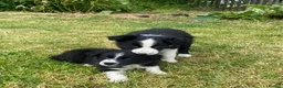 Border Collie dogs for sale: BEAUTIFUL BORDER COLLIE PUPS in York - Advert 2