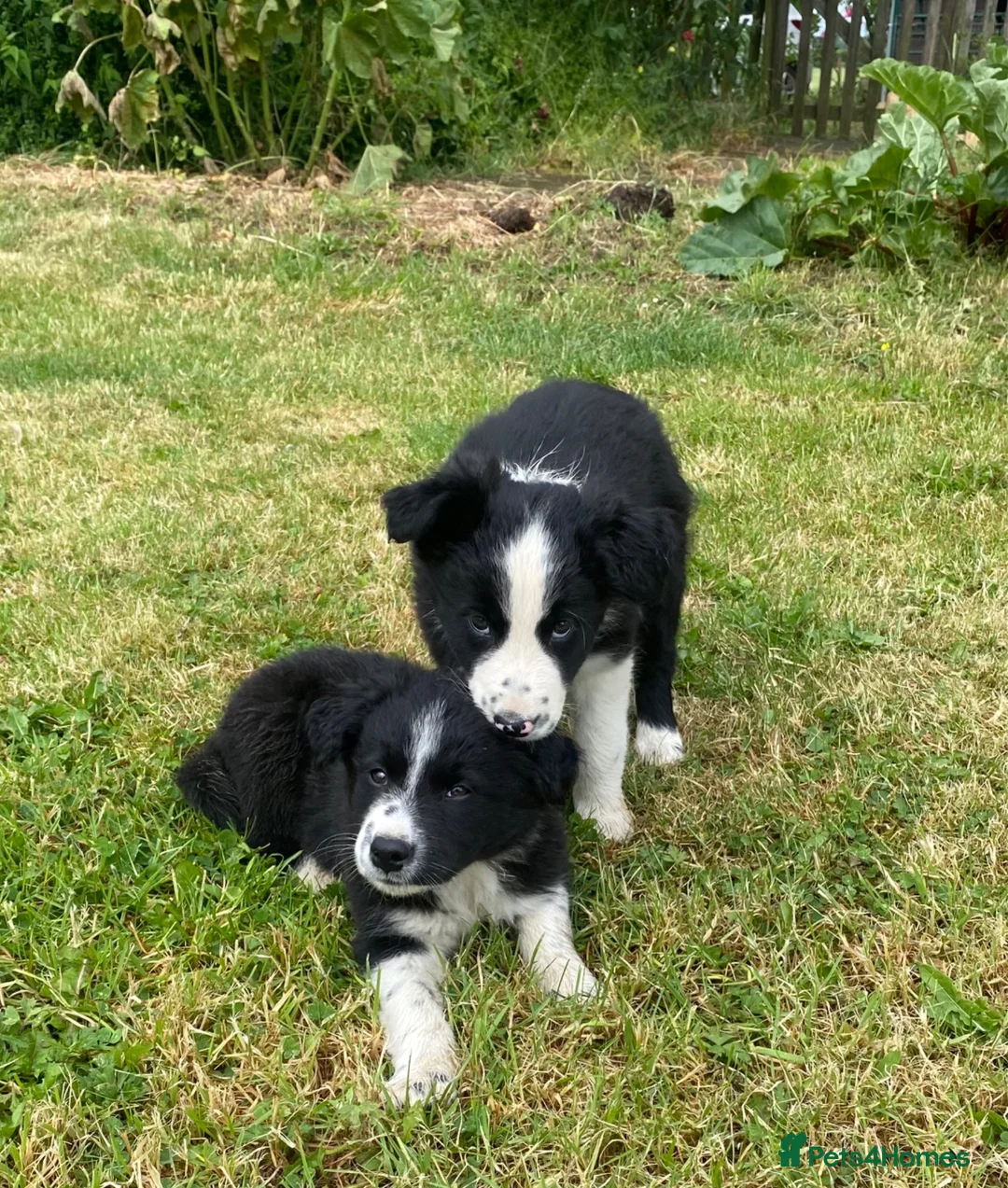 Border Collie dogs for sale: BEAUTIFUL BORDER COLLIE PUPS in York - Advert 2