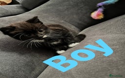 Mixed Breed cats for sale: 4 Beautiful Kittens 🐾 ❤️  - Image 14