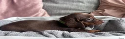 Miniature Dachshund dogs for sale: Miniature dachshunds  - Advert 8