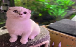 Munchkin cats for sale: Full Pedigree Munchkin kittens - Image 19