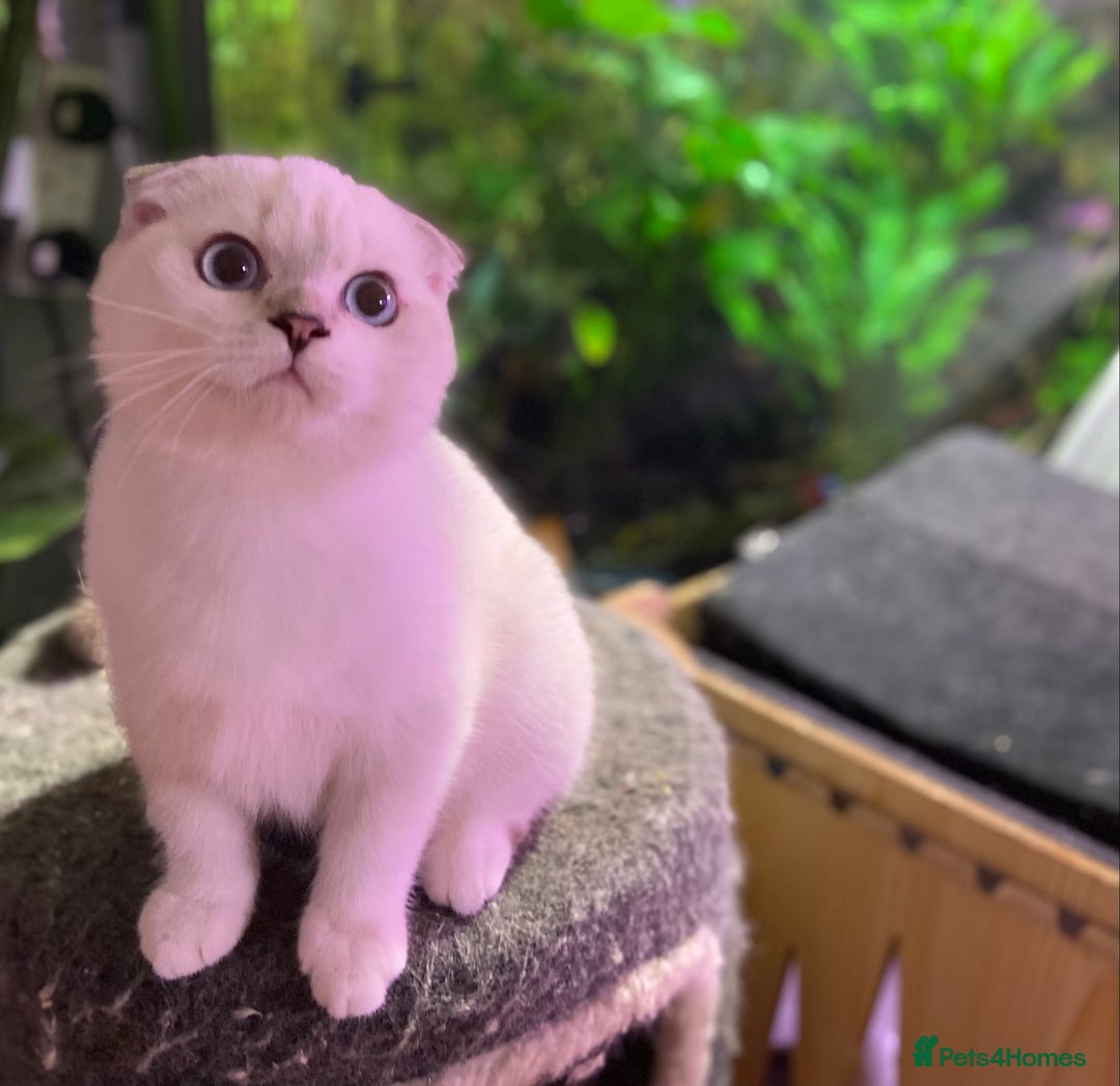 Munchkin cats for sale: Full Pedigree Munchkin kittens - Image 19