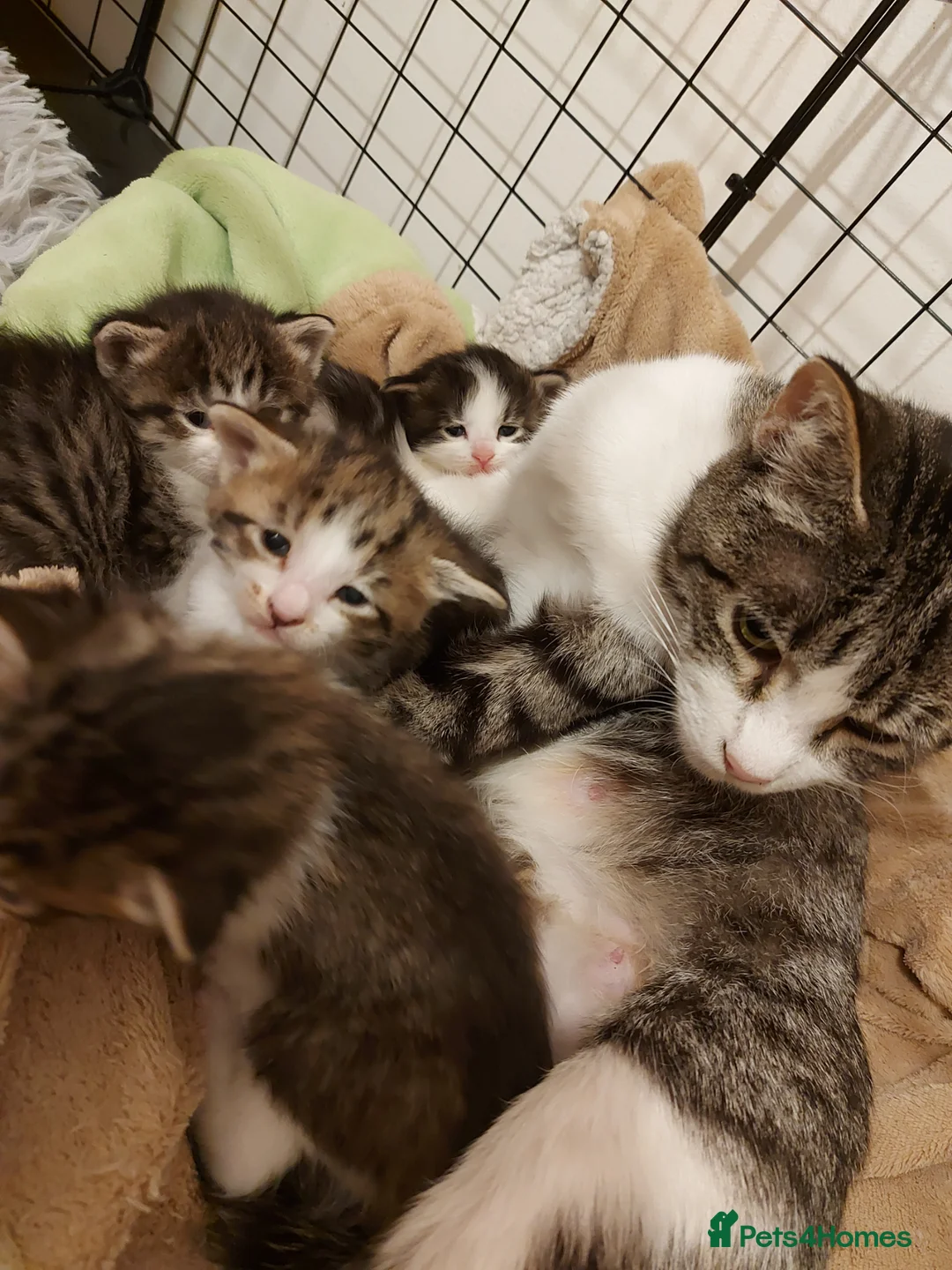 Mixed Breed cats for sale: Tabby Kittens 😸  - Advert 12
