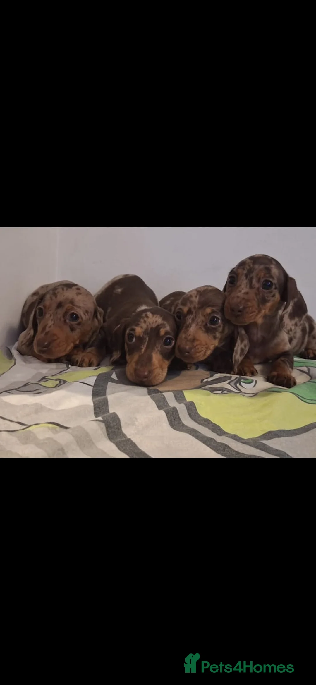 Dachshund dogs for sale: Beautiful miniature Dachshund babies  in Barnsley - Advert 1