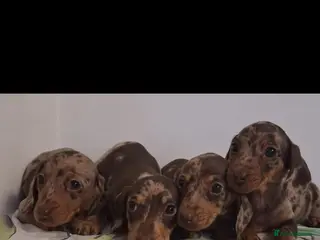 Dachshund dogs Beautiful miniature Dachshund babies in Barnsley - Advert 2