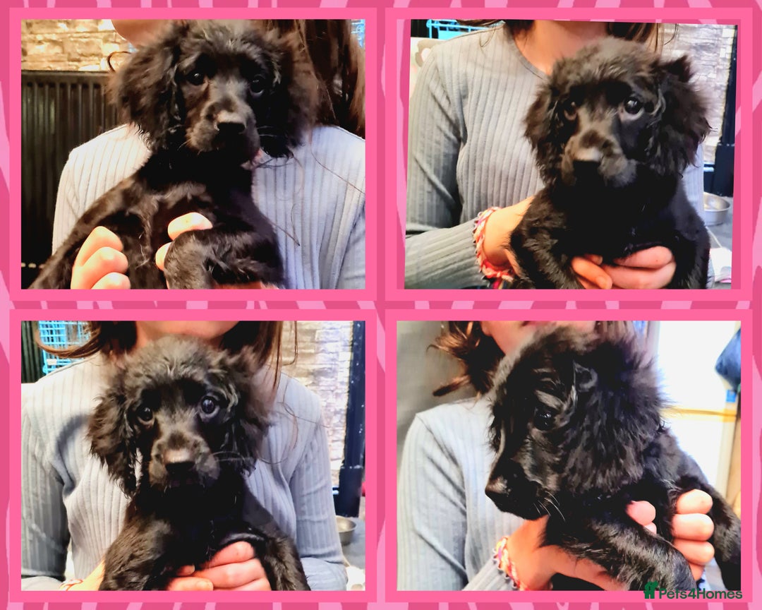 Cockapoo dogs for sale: READY TO LEAVE 4TH OF DECEMBER - Advert 23