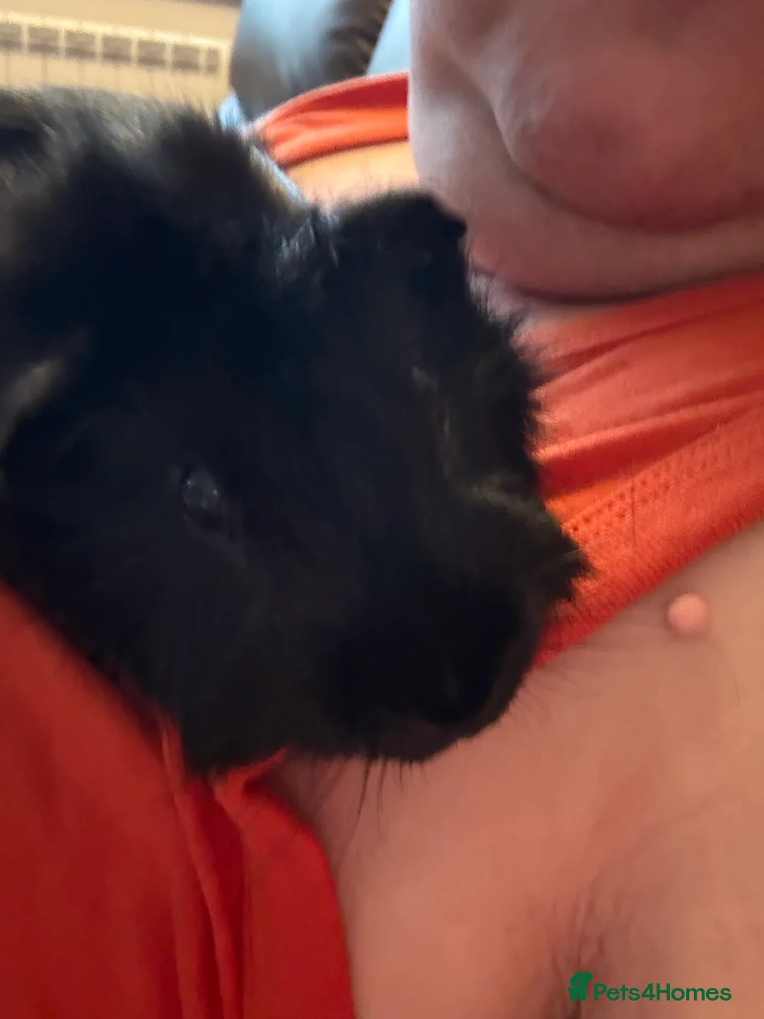 Guinea Pig rodents for sale: 2 male guinea pigs in Dover - Advert 3