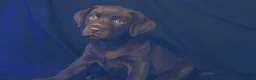Labrador Retriever dogs for sale: Chocolate Labrador in Glasgow - Advert 25