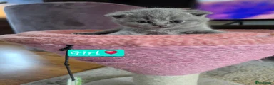 Scottish Fold 3