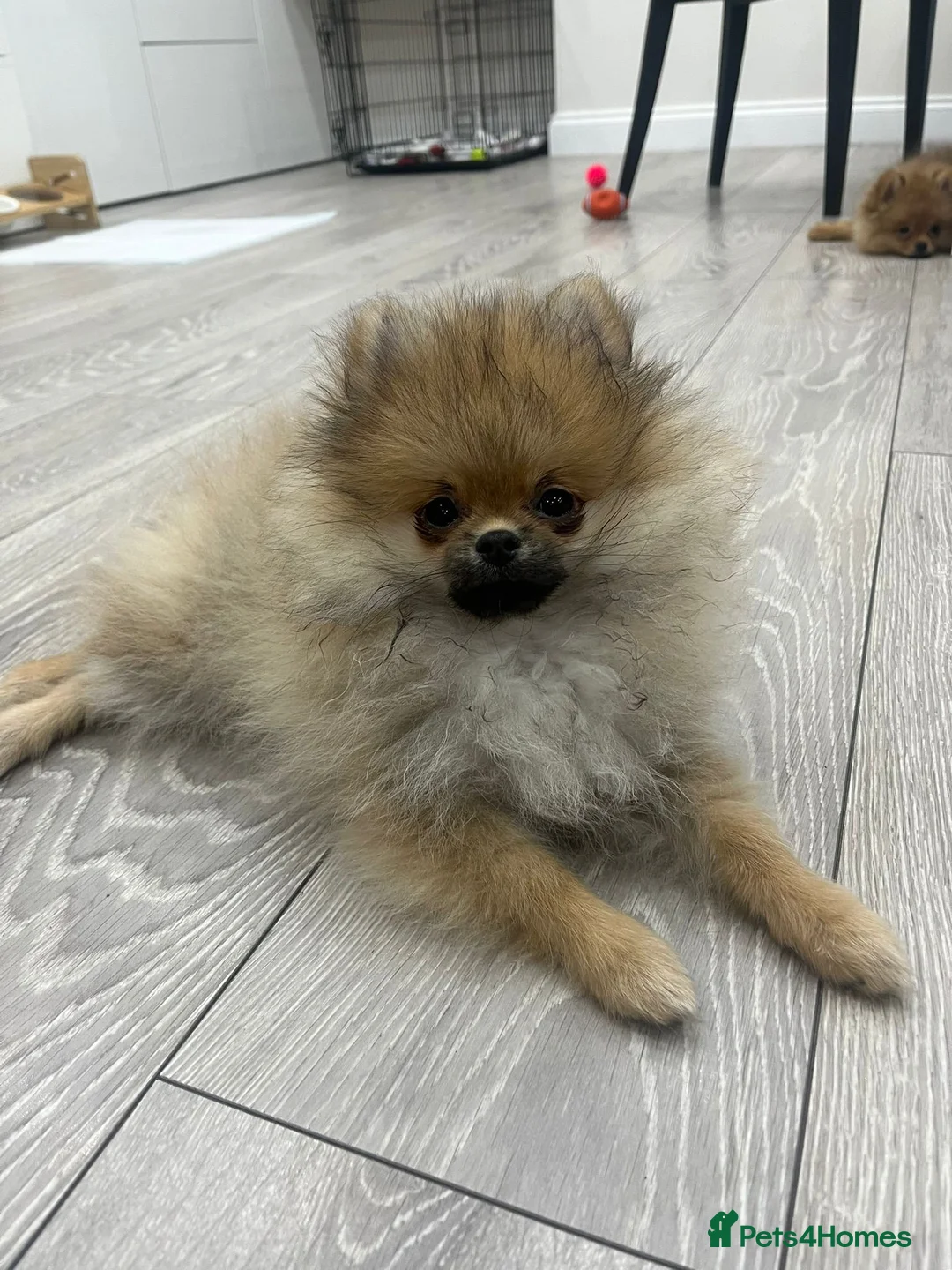 Pomeranian dogs for sale: Male Pomeranian puppy - Advert 2