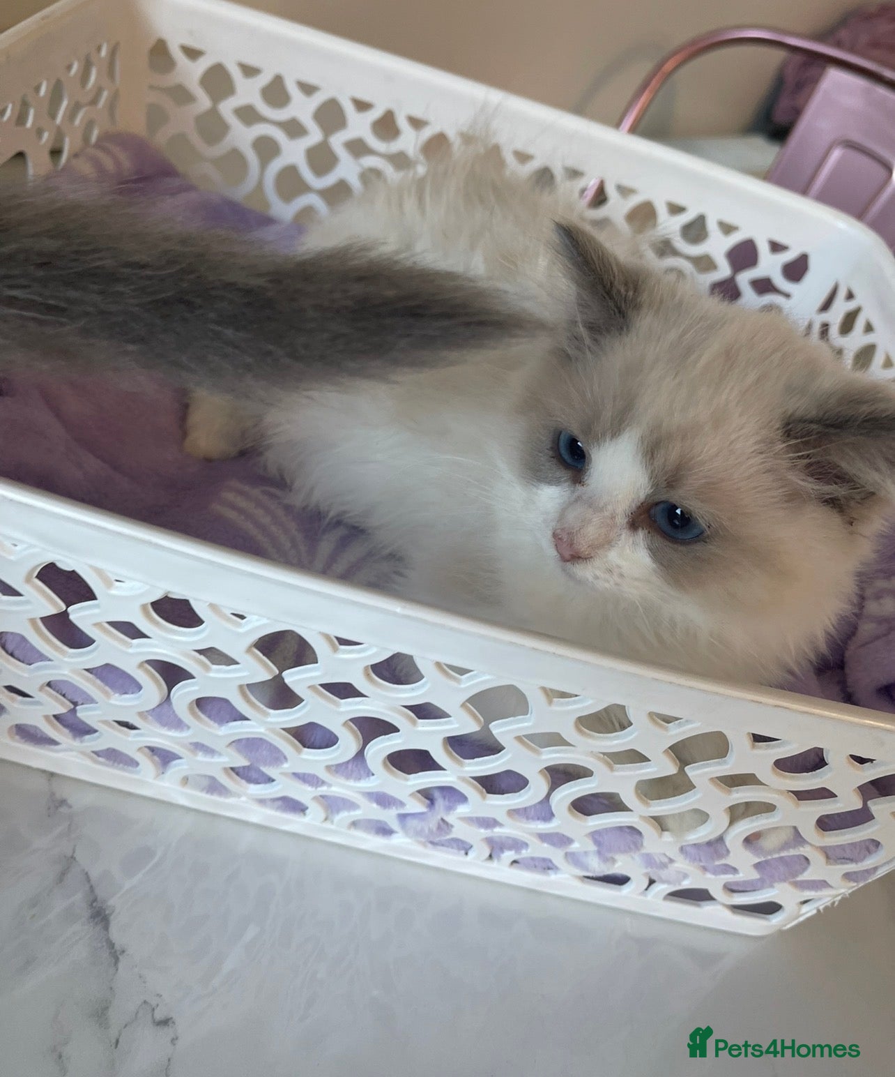 Ragdoll cats Tica registeredChampion breed Ragdoll kittens - Advert 1