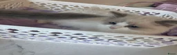 Ragdoll cats for sale: Tica registeredChampion breed Ragdoll kittens - Advert 1