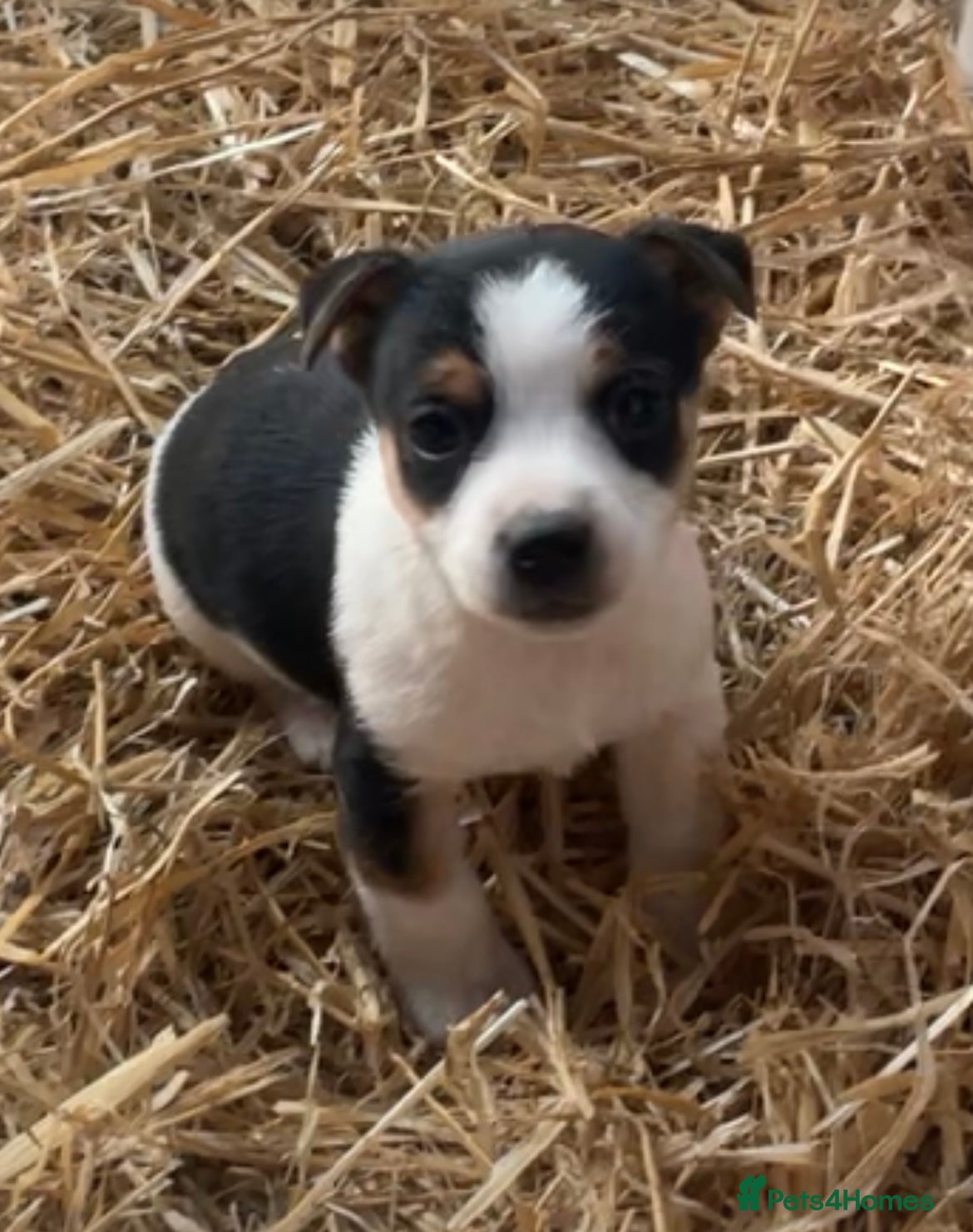 Jack Russell dogs Gorgeous Jack Russel Terriers! Smooth Coated!! - Advert 1