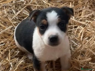 Jack Russell dogs Gorgeous Jack Russel Terriers! Smooth Coated!! - Advert 2