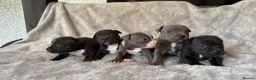 Staffordshire Bull Terrier dogs for sale: Stunning Staffordshire bull terrier puppies in Manchester - Advert 23