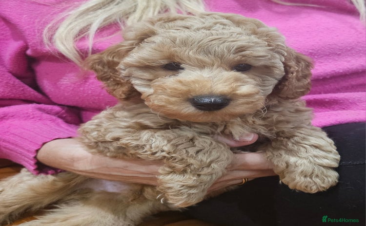 Miniature Poodle dogs - Advert 12
