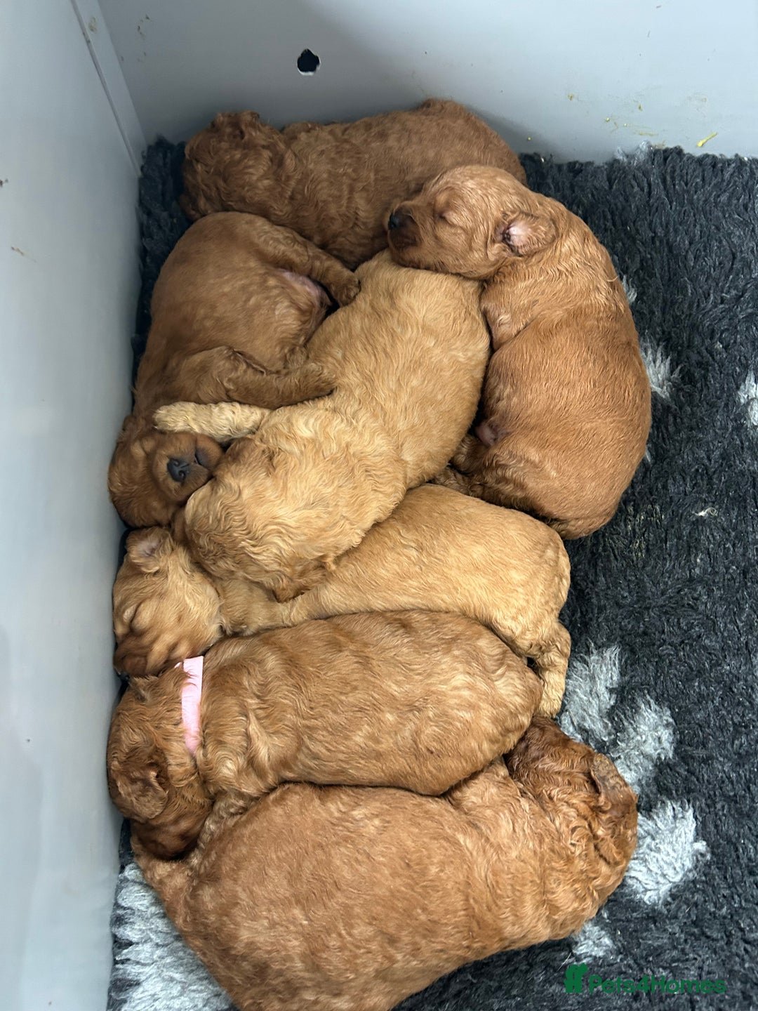 Cockapoo dogs for sale: F2B Cockapoo pups  - Advert 12