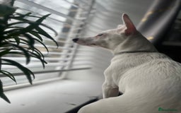 Jack Russell dogs for sale: Princess Jack Russel Female  - Image 2