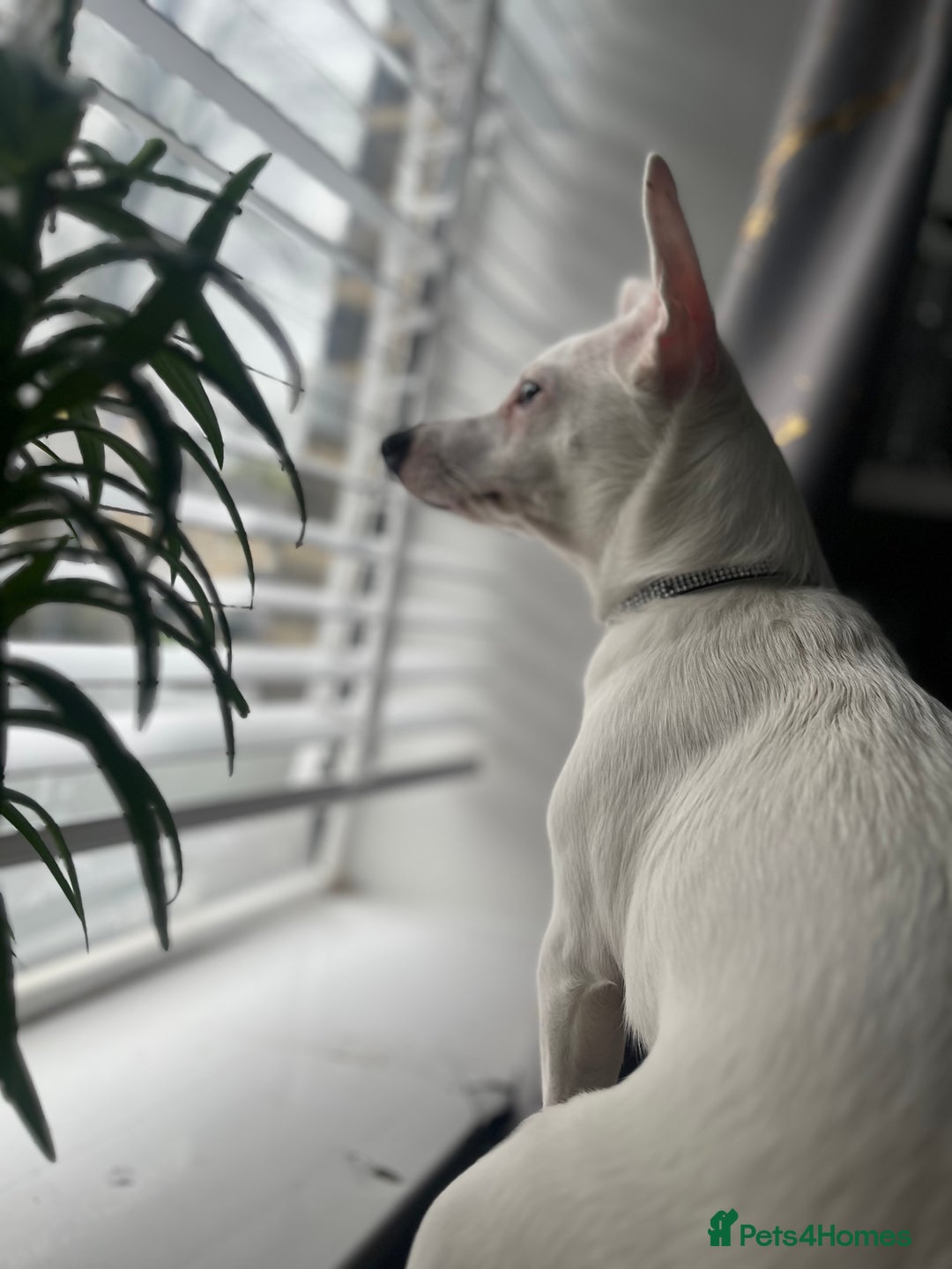Jack Russell dogs for sale: Princess Jack Russel Female  - Image 2