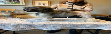 Lowchen Puppy 2