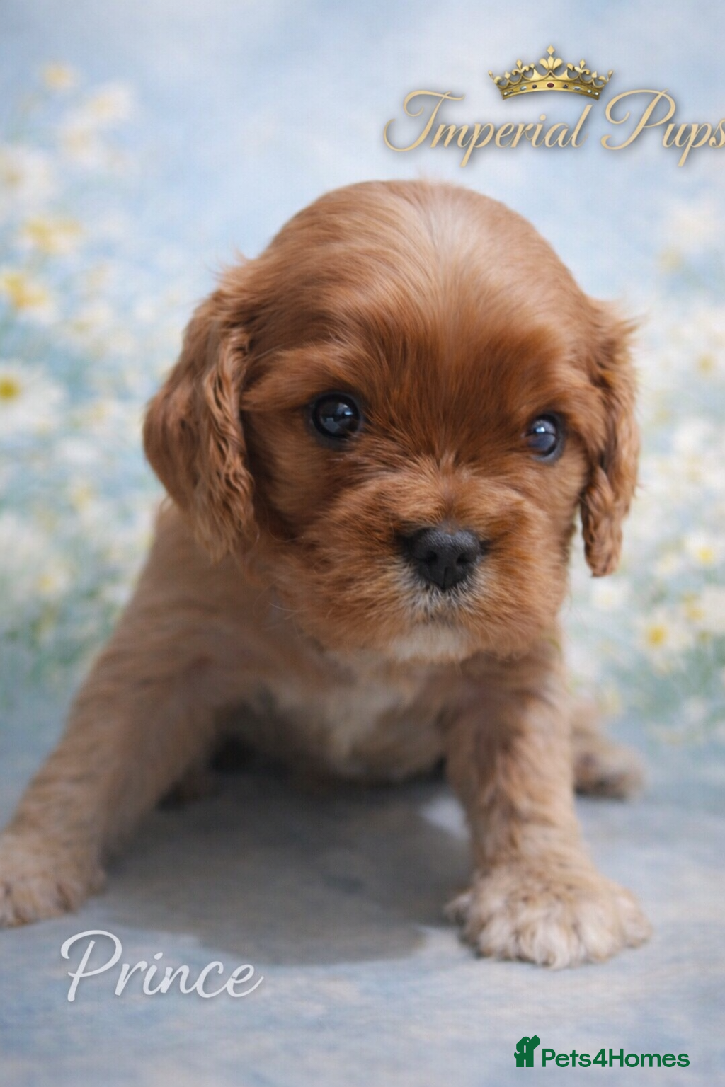 Cavalier King Charles Spaniel dogs ✨️ KC Registered Cavaliers – 1 Girl + 2 Boys  - Advert 17
