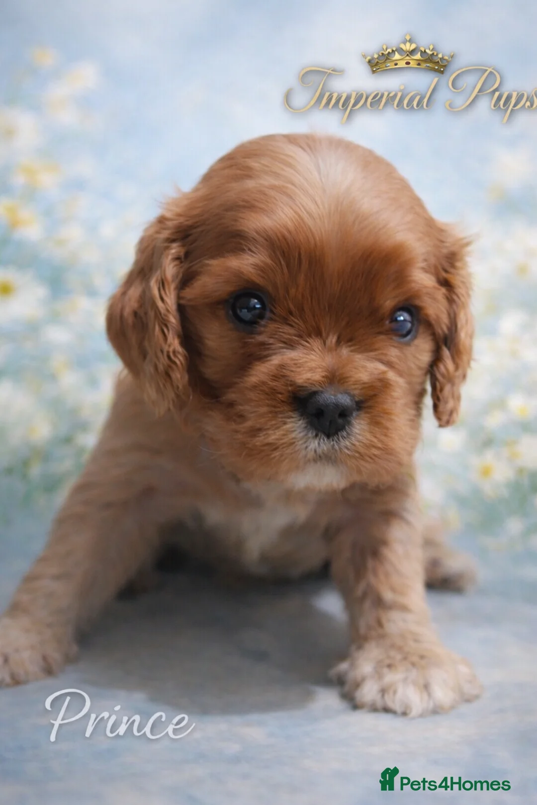 Cavalier King Charles Spaniel dogs for sale: ✨️ KC Registered Cavaliers – 1 Girl + 2 Boys  - Advert 1