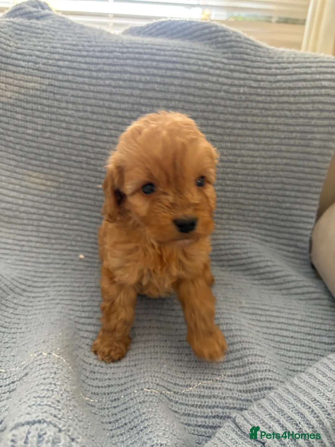 Cockapoo dogs for sale: Cockatoo puppies - Advert 5