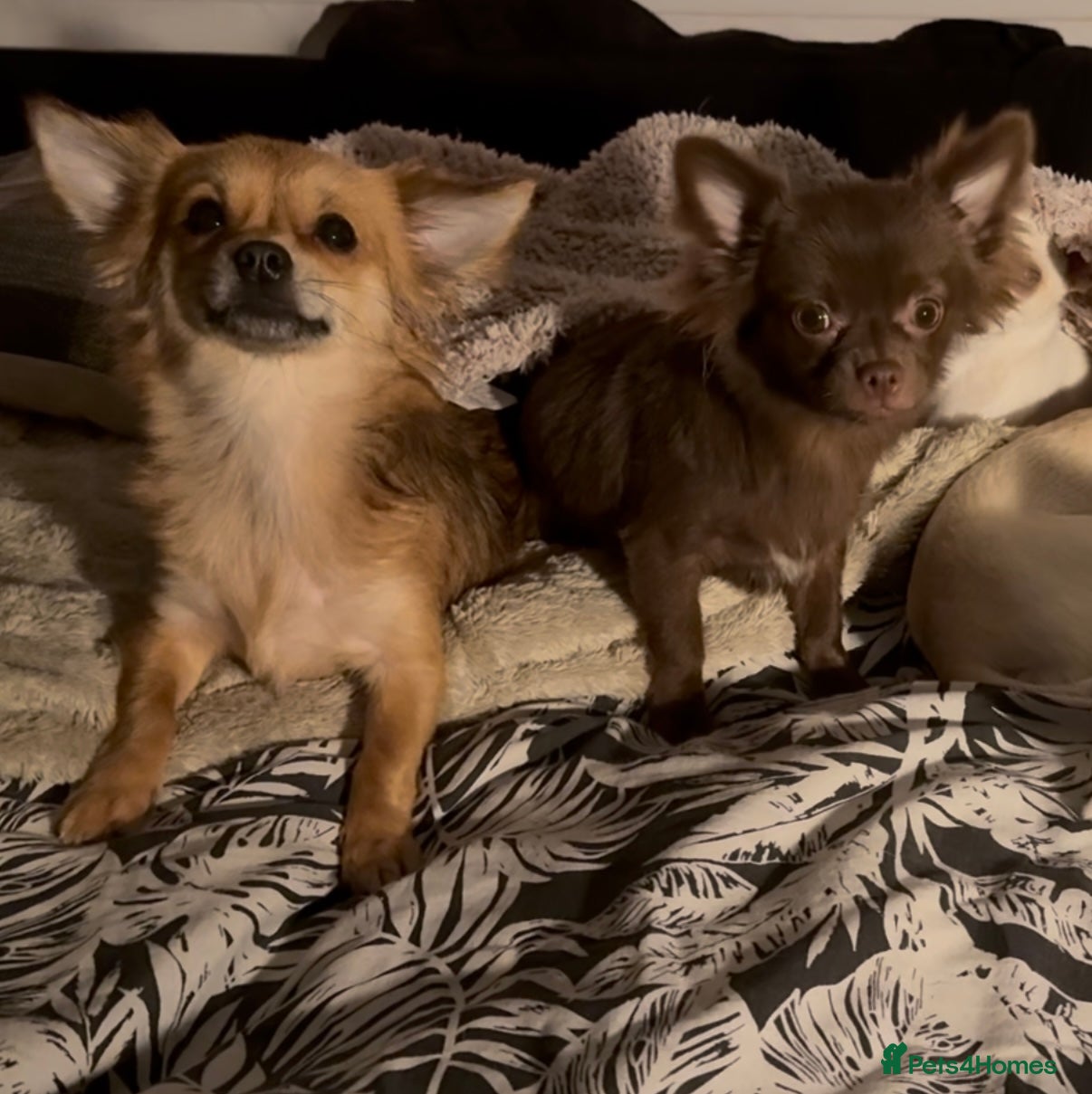Chihuahua dogs 2 long haired adult chihuahua girls - Advert 1