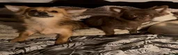 Chihuahua dogs for sale: 2 long haired adult chihuahua girls in Hebburn - Advert 1