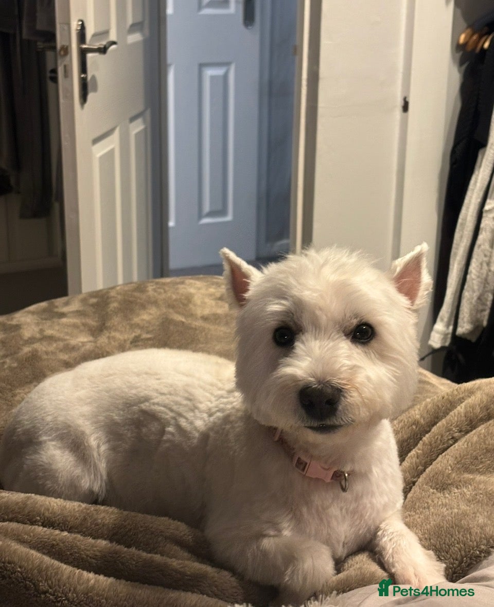 Westiepoo dogs for sale: Westiepoo Puppies - Advert 14