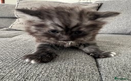 Ragdoll cats for sale: Ragdoll x kittens - Image 4