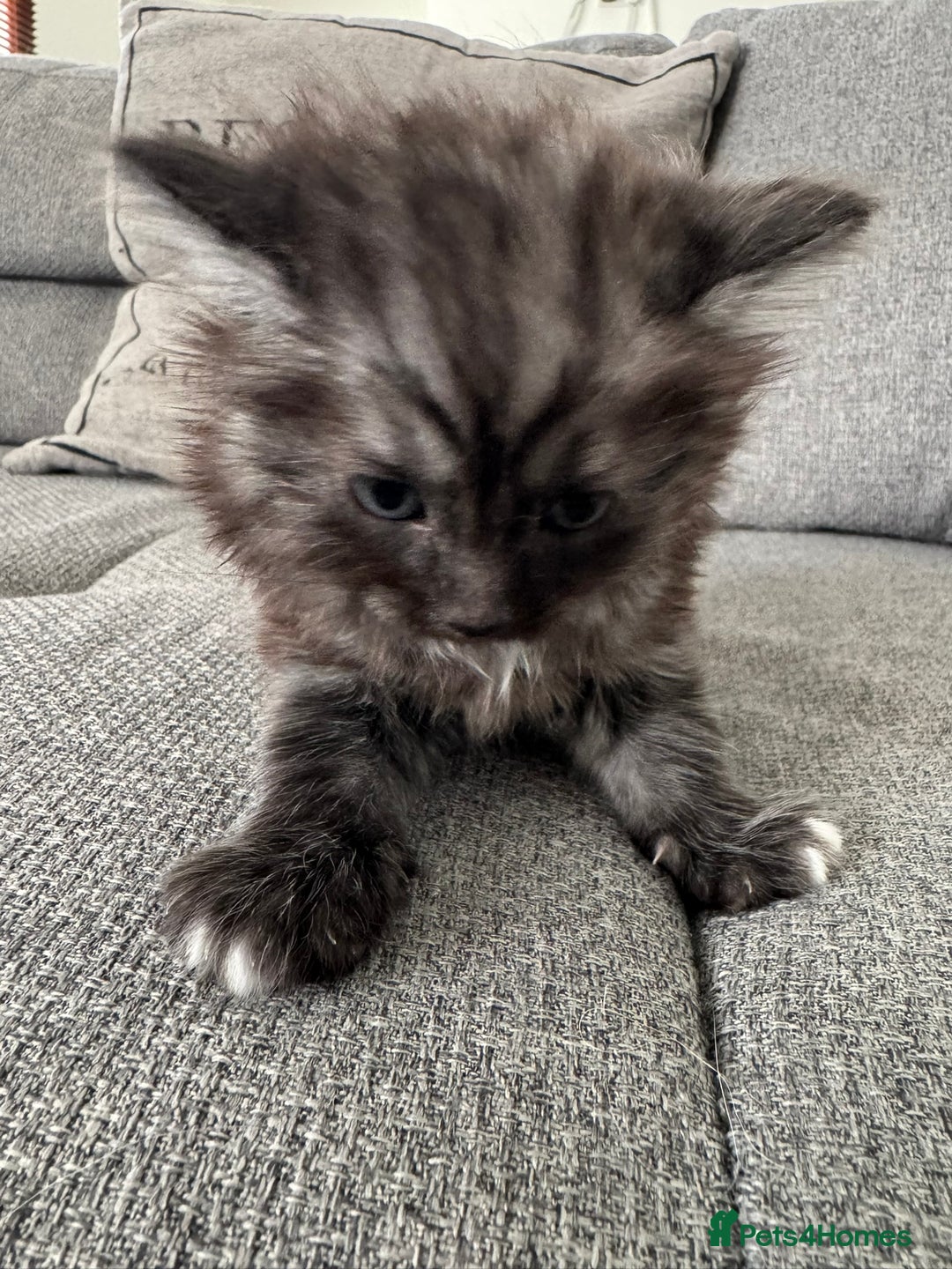 Ragdoll cats for sale: Ragdoll x kittens - Image 4