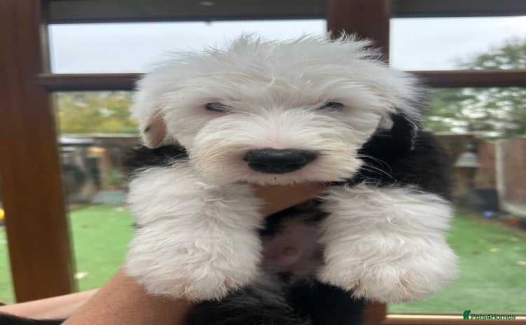 Old English Sheepdog dogs - Advert 1