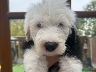 Old English Sheepdog dogs for sale - Advert 1