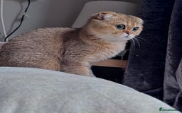 Scottish Fold cats for sale: Last stunning golden girl  - Image 3