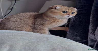 Scottish Fold cats - Advert 4