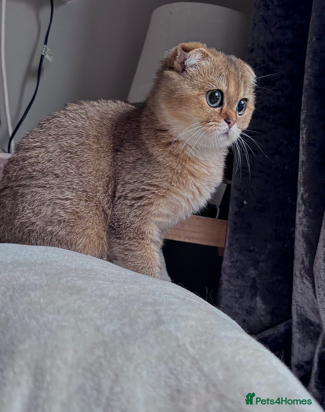 Scottish Fold cats for sale: Last stunning golden girl  - Image 3