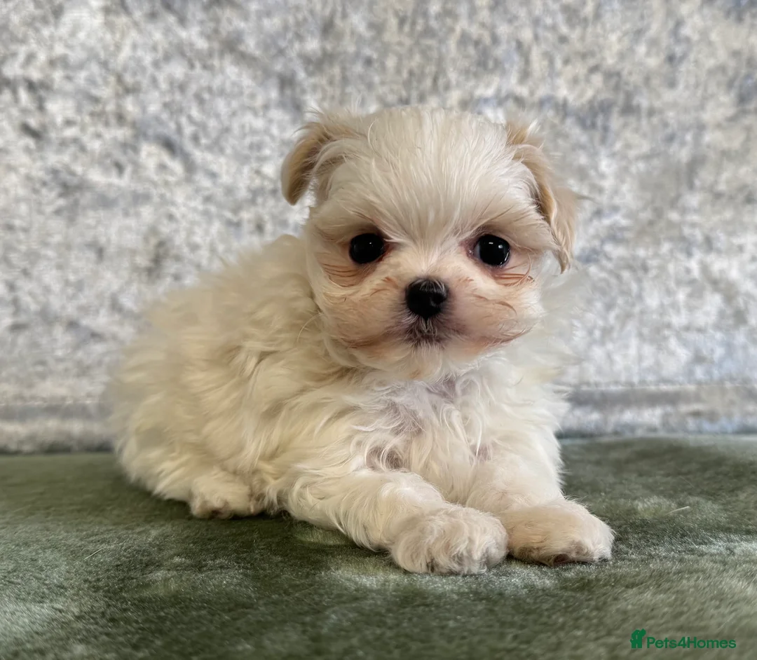 Maltipoo dogs for sale: Tiny f1b maltipoos  - Advert 17